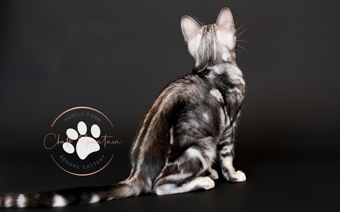 bengal kittens for sale